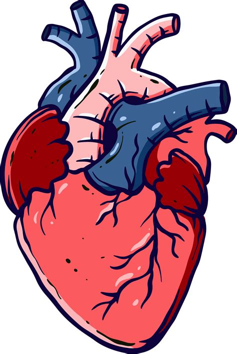 Heart .